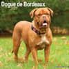 image Dogue de Bordeaux 2027 Wall Calendar