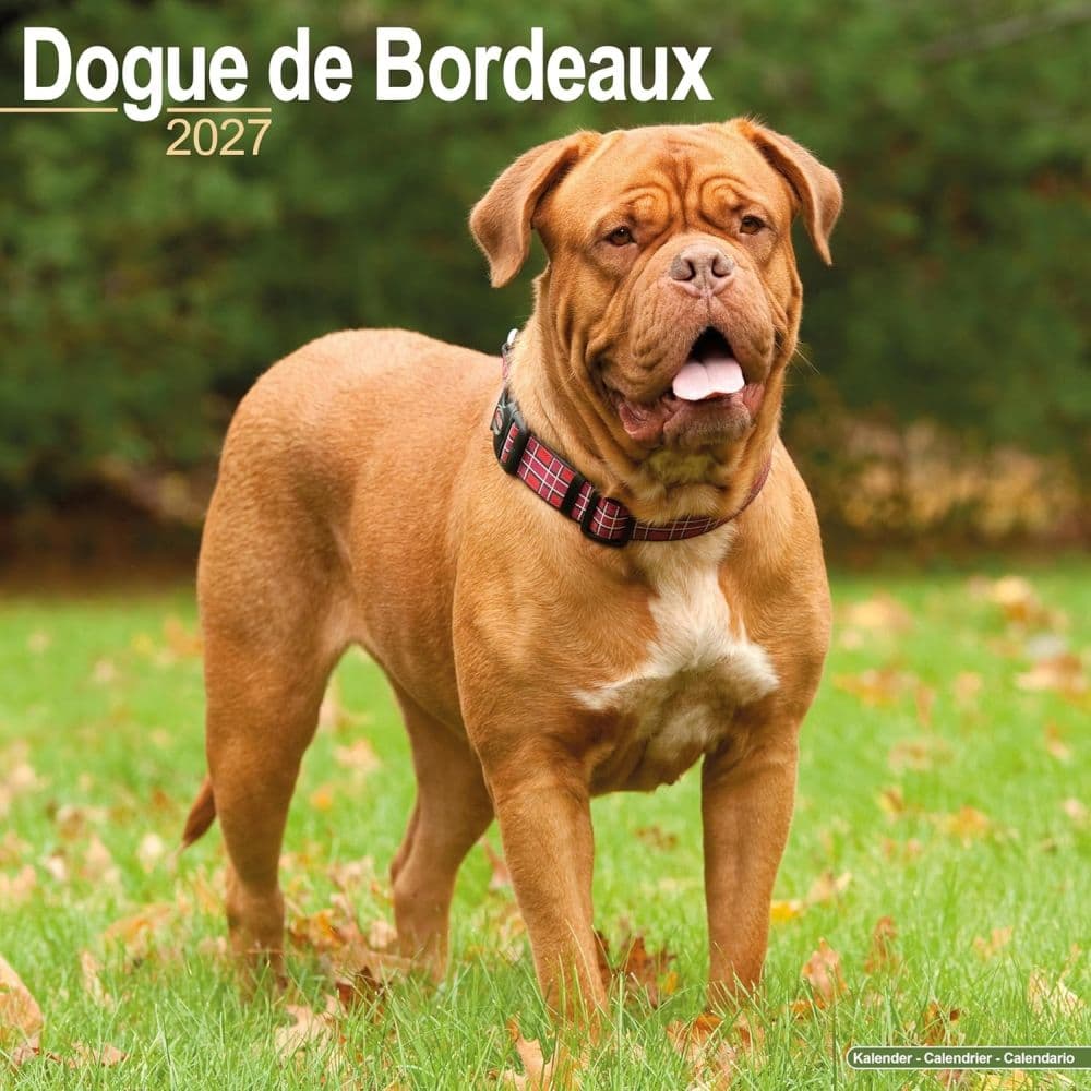 image Dogue de Bordeaux 2027 Wall Calendar