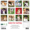 image Just Sheltie Puppies 2025 Wall Calendar