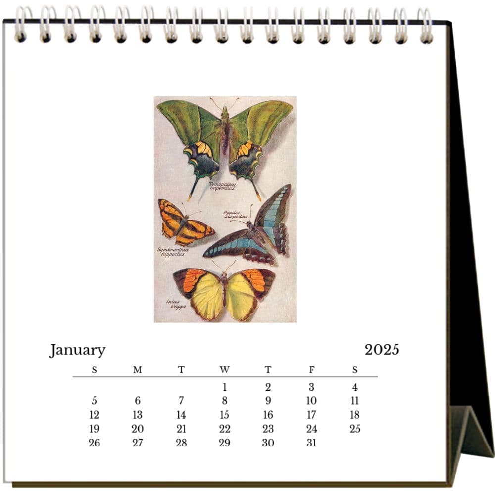 Butterflies 2025 Easel Desk Calendar Second Alternate Image width="1000" height="1000"