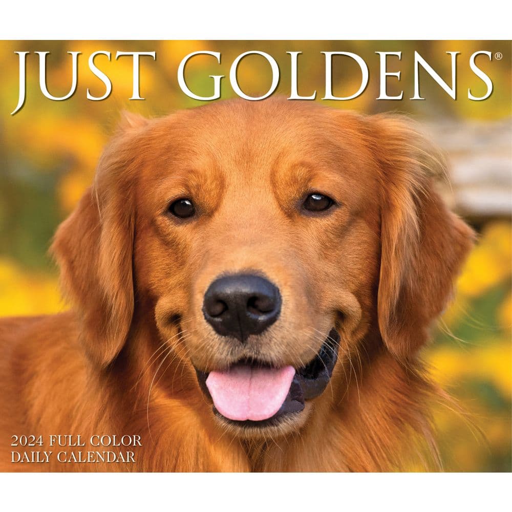 Just Goldens 2024 Desk Calendar Alternate Image 4