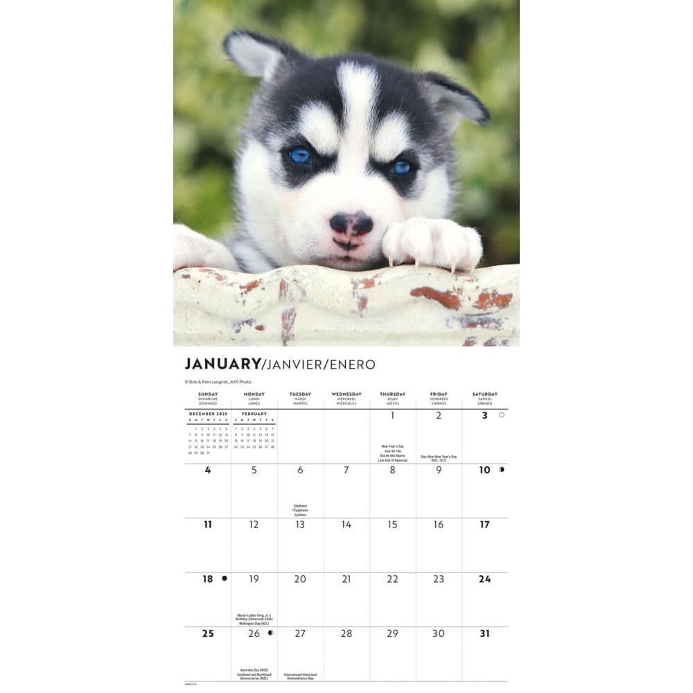 Siberian Husky Puppies 2026 Mini Wall Calendar Second Alternate Image