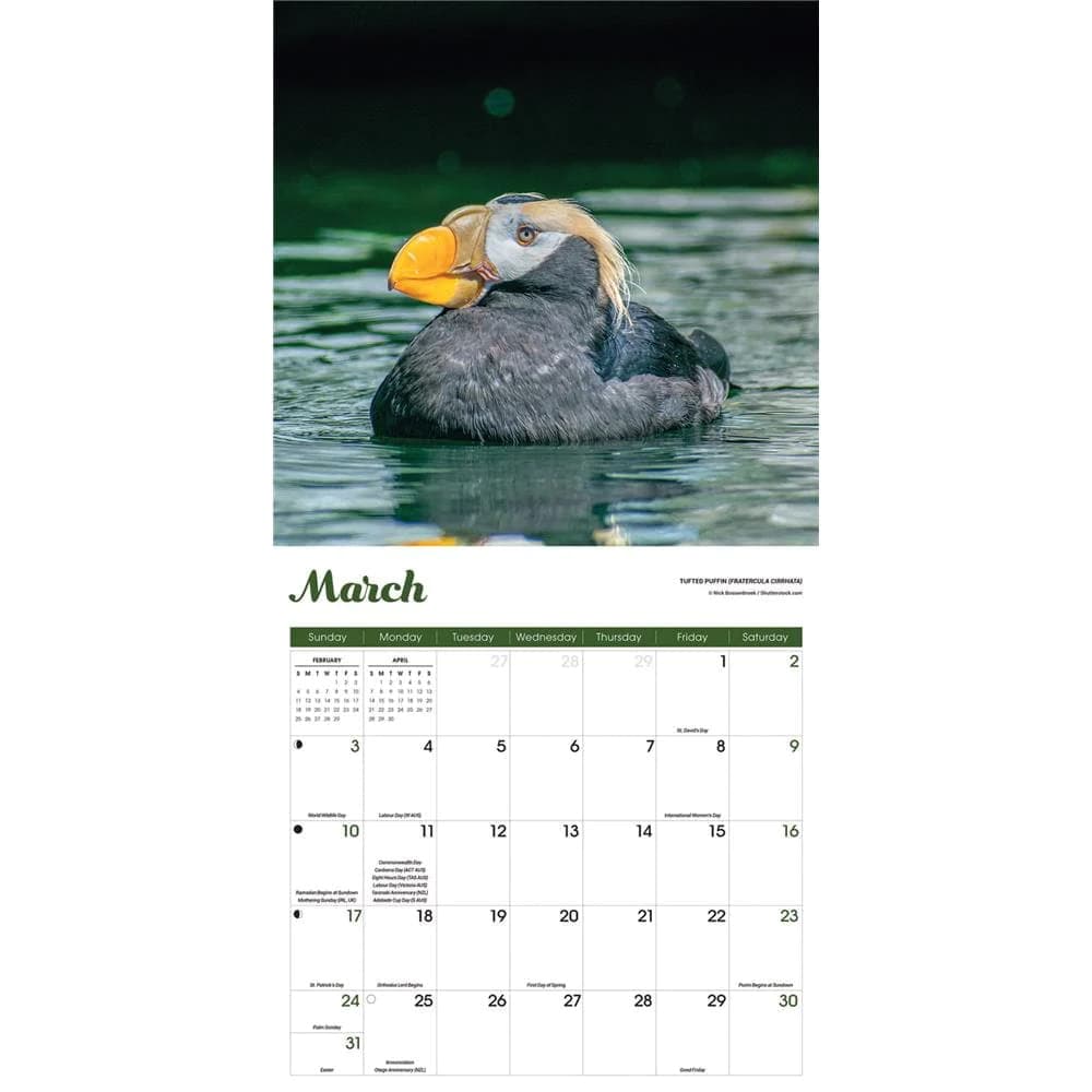 Puffins 2024 Wall Calendar Second Alternate Image width=&quot;1000&quot; height=&quot;1000&quot;