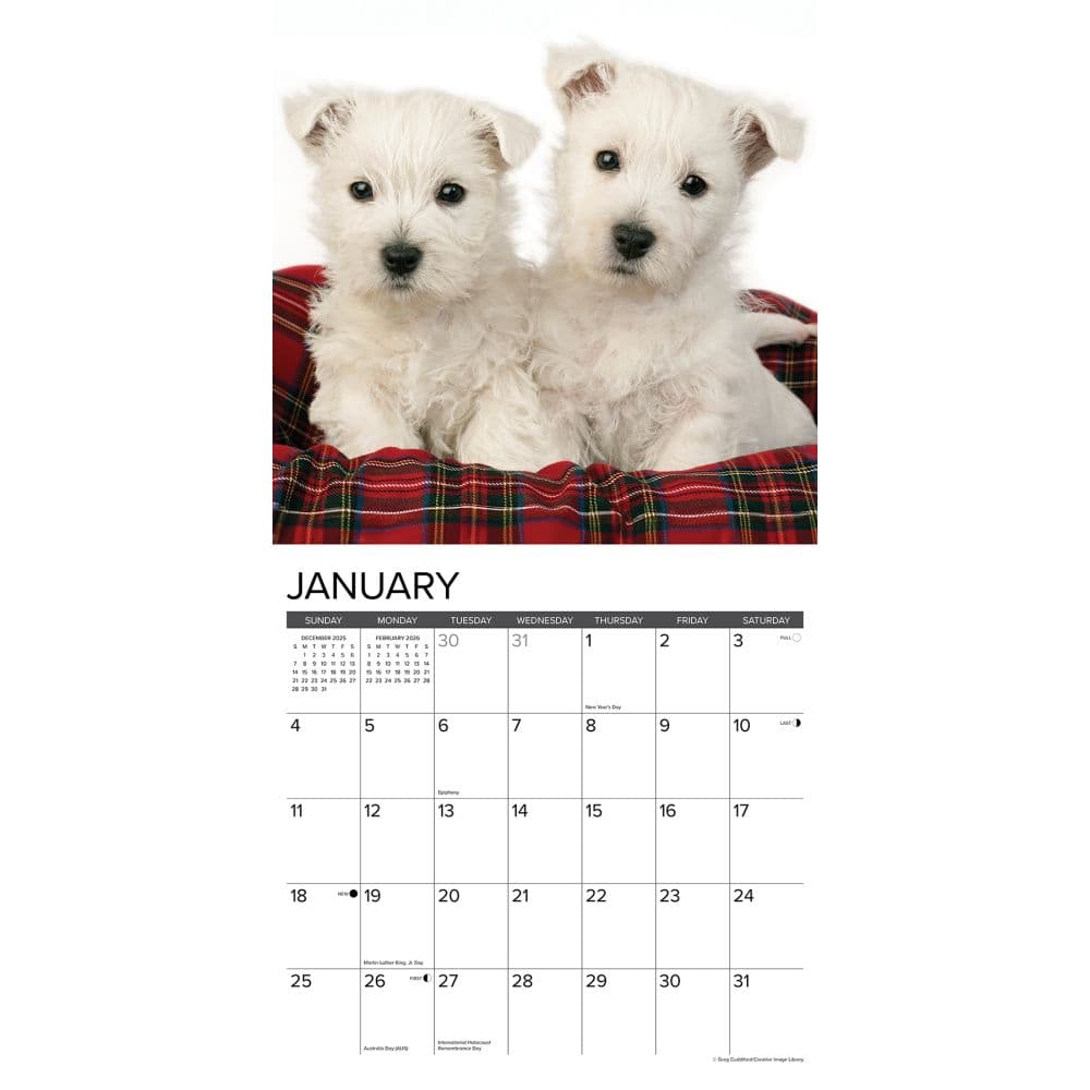 Just Westie Puppies 2026 Wall Calendar, 12'' X 12'', 18-Month Calendar with Stapled Binding