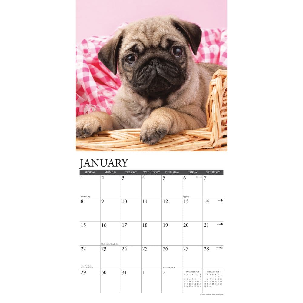 Pug Puppies 2023 Wall Calendar - Calendars.com