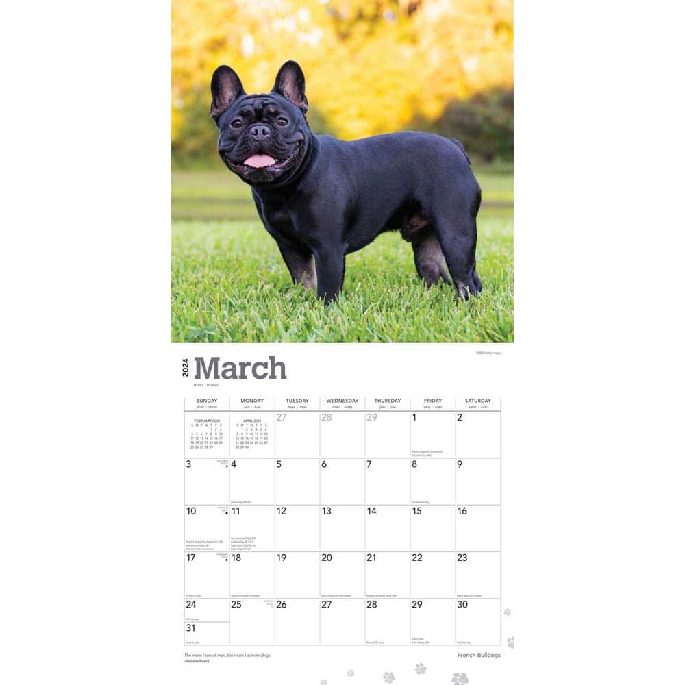 French Bulldogs 2024 Wall Calendar