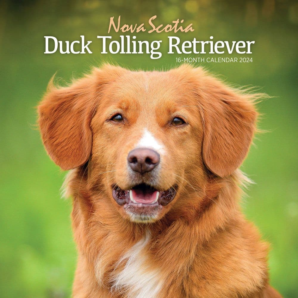 Nova Scotia Duck Tolling Retriever 2024 Wall Calendar