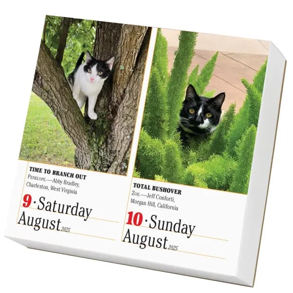 365 Cats 2025 Page-A-Day Desk Calendar Weekend View