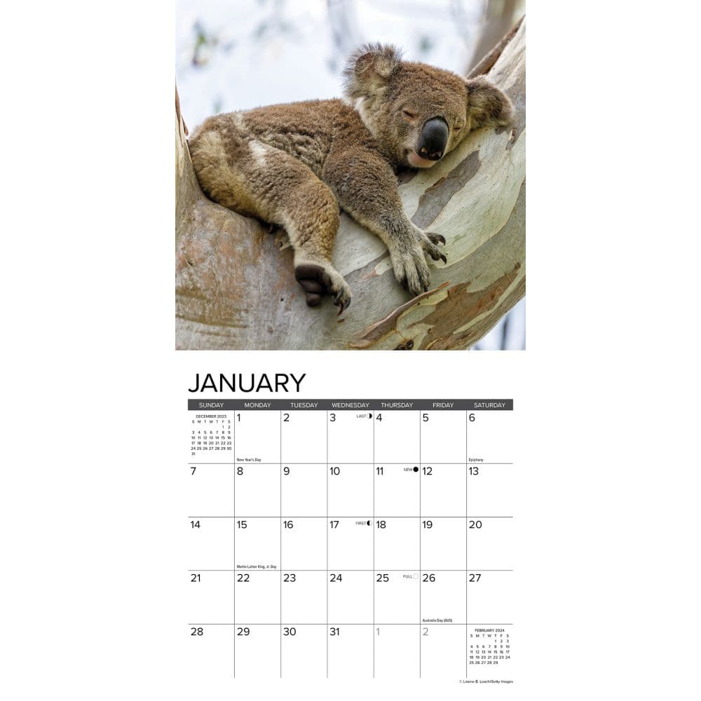 Koala Bears 2024 Mini Wall Calendar