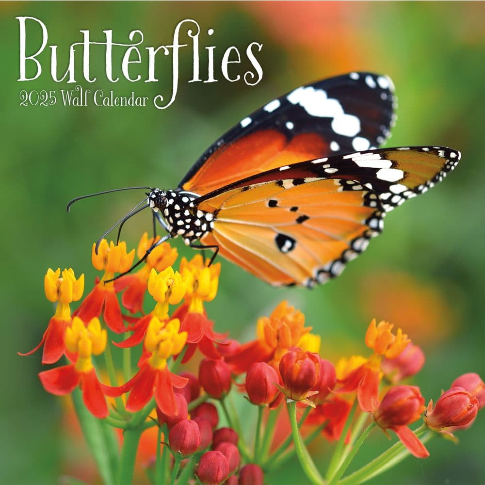 Butterflies Special Value 2025 Wall Calendar