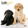 image Lab Retriever Puppies 2024 Mini Wall Calendar Main Product Image width=&quot;1000&quot; height=&quot;1000&quot;