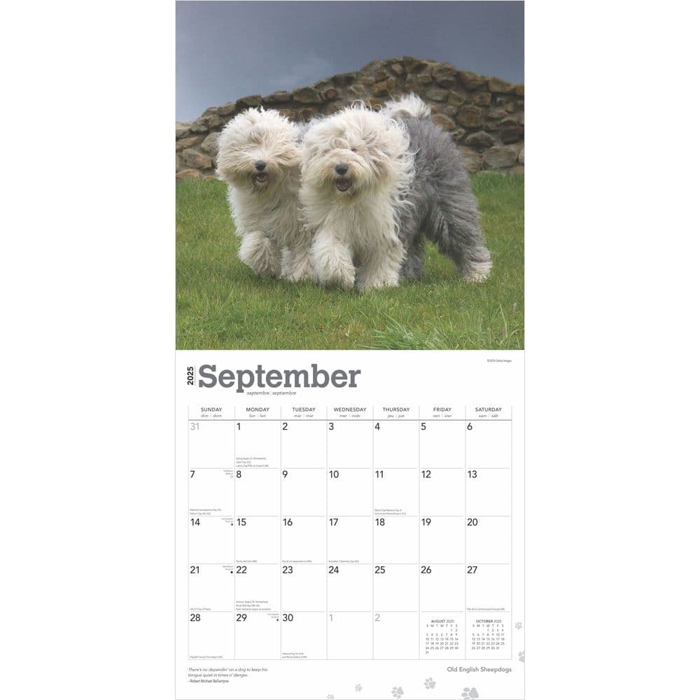 Old English Sheepdogs 2025 Wall Calendar Third Alternate Image width=&quot;1000&quot; height=&quot;1000&quot;