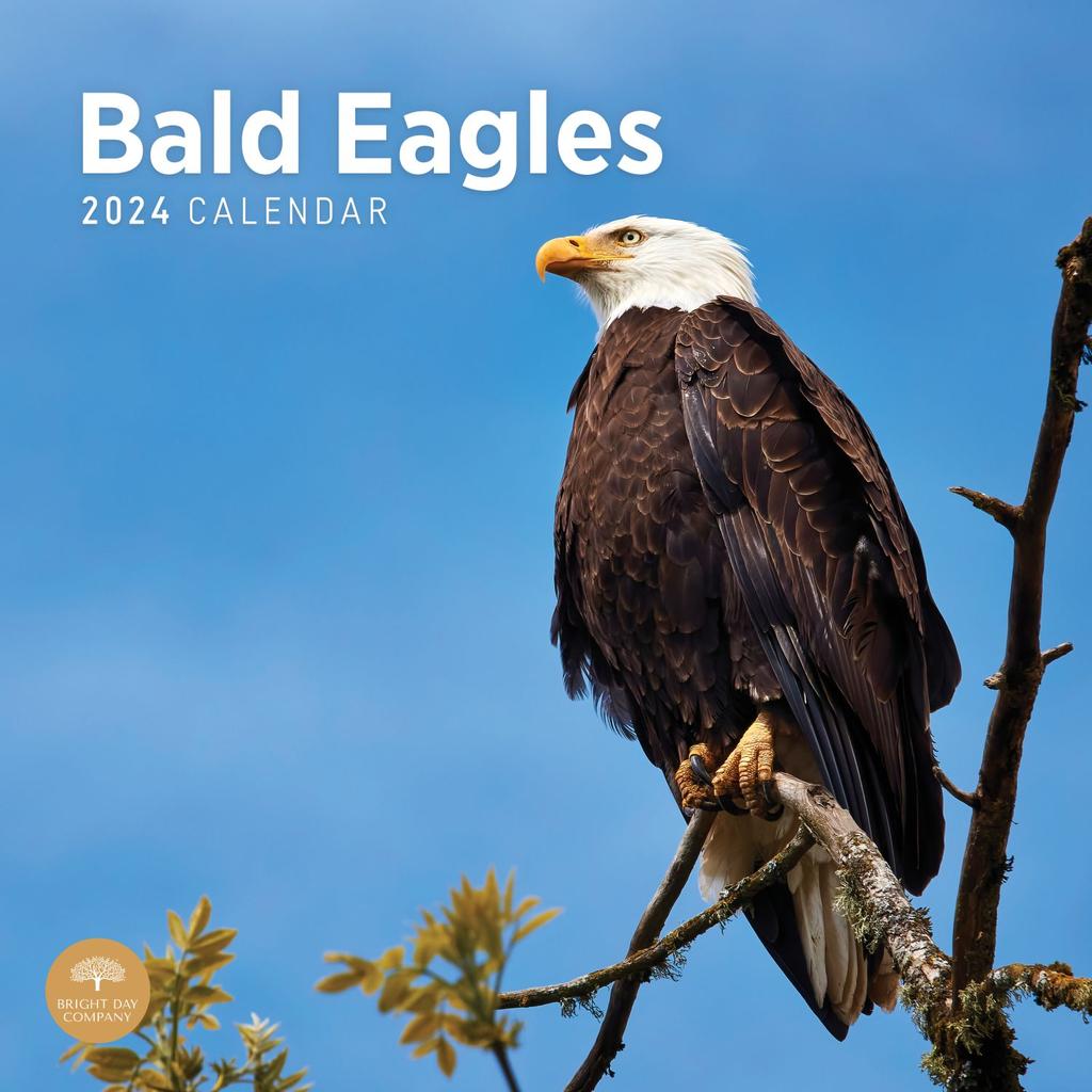 Bald Eagles 2024 Wall Calendar Main Product Image width=&quot;1000&quot; height=&quot;1000&quot;