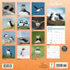 image Puffins 2025 Wall Calendar First Alternate Image width=&quot;1000&quot; height=&quot;1000&quot;