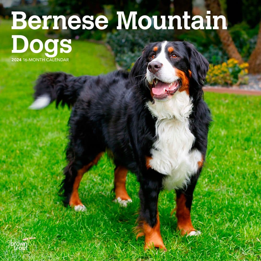 Bernese Mountain Dogs 2024 Wall Calendar Main Product Image width=&quot;1000&quot; height=&quot;1000&quot;