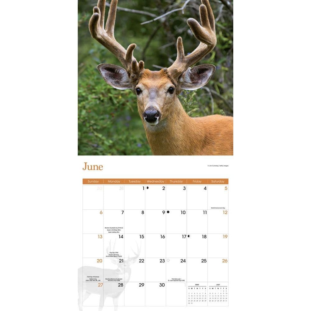 Whitetail buck image