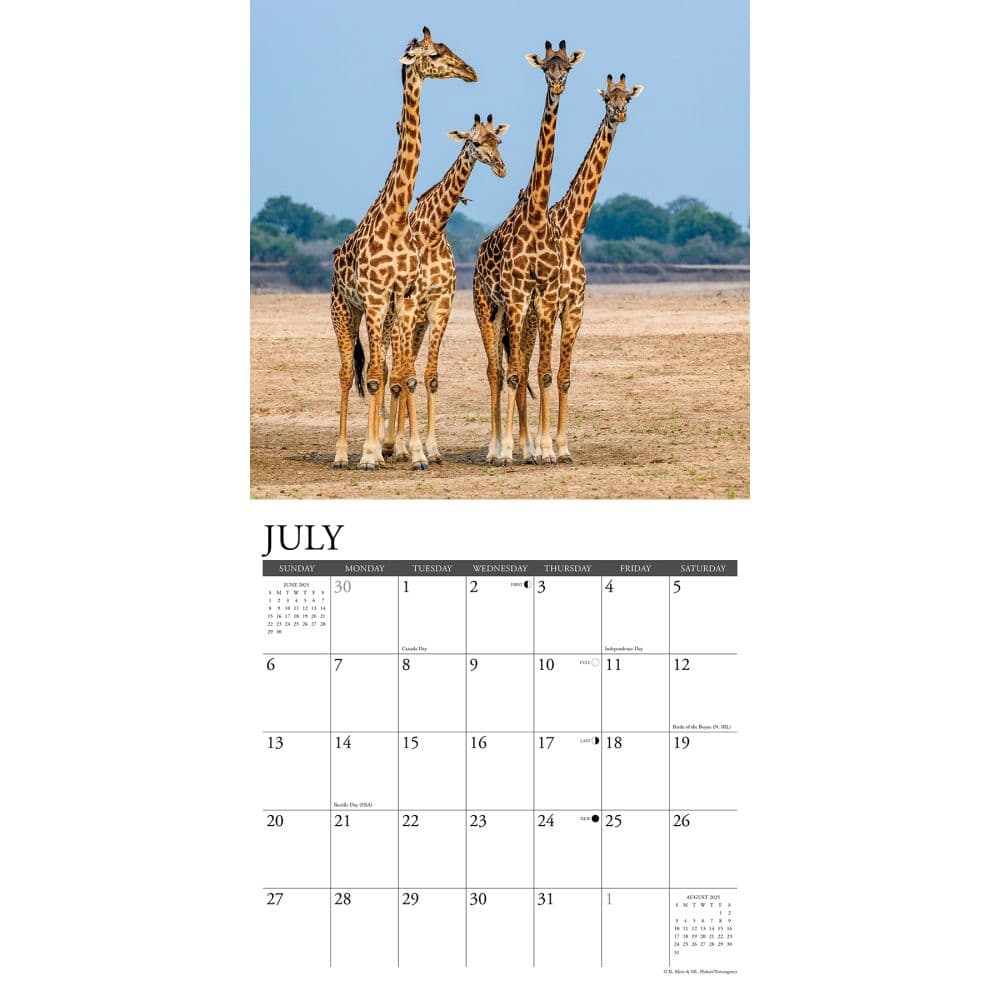 Giraffes 2025 Wall Calendar