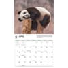 image Giant Pandas WWF 2026 Wall Calendar Third Alternate Image