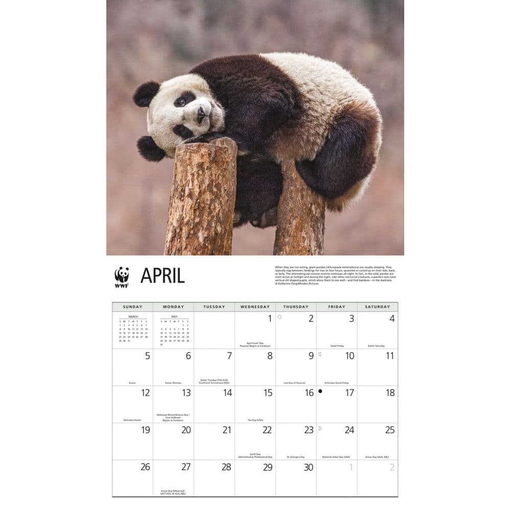 Giant Pandas WWF 2026 Wall Calendar Third Alternate Image