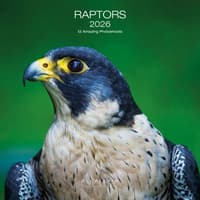 image Raptors 2026 Wall Calendar Main Product Image