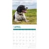 image English Springer Spaniels 2025 Wall Calendar Second Alternate Image width="1000" height="1000"