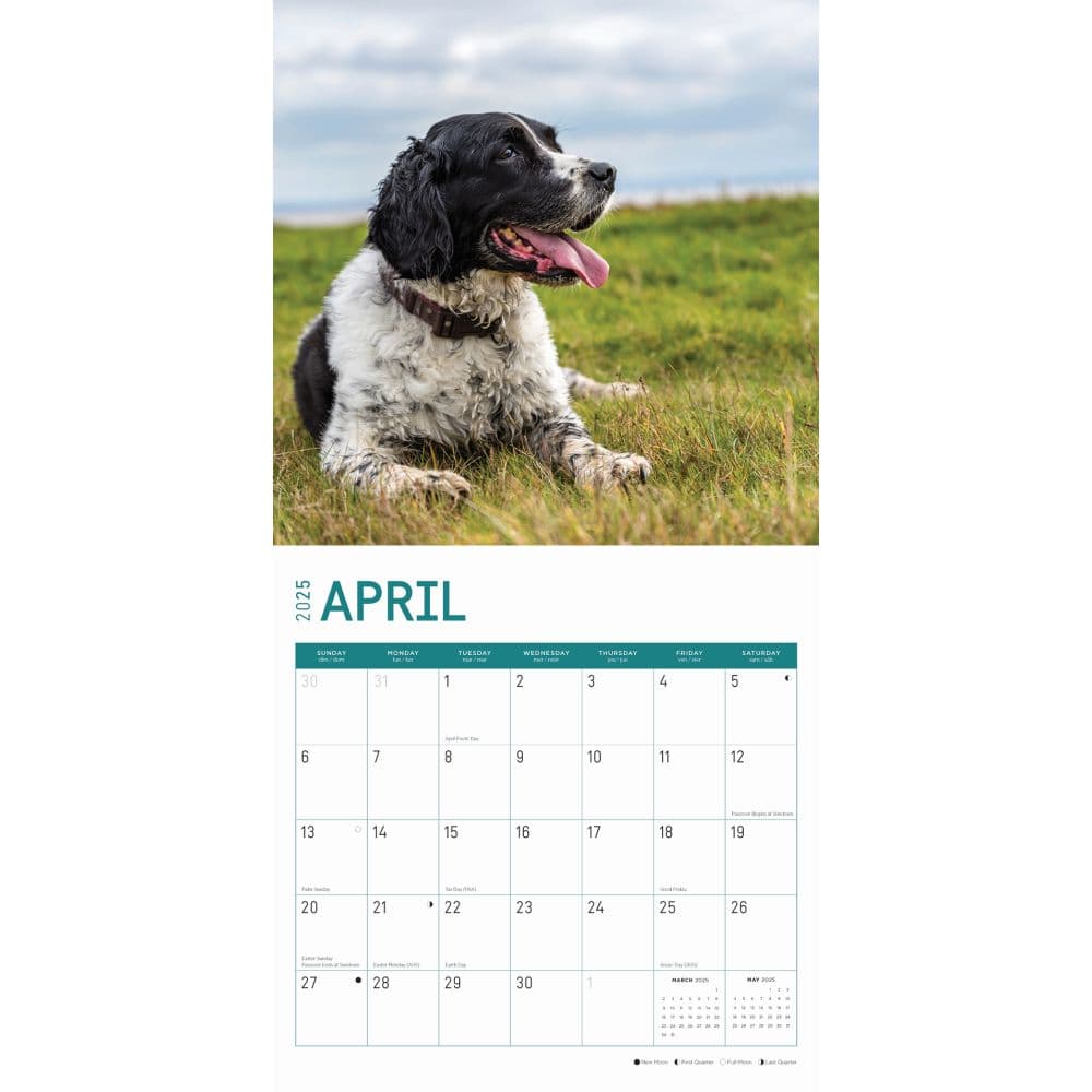 English Springer Spaniels 2025 Wall Calendar Second Alternate Image width="1000" height="1000"