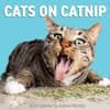 image Cats on Catnip 2024 Wall Calendar Main Image