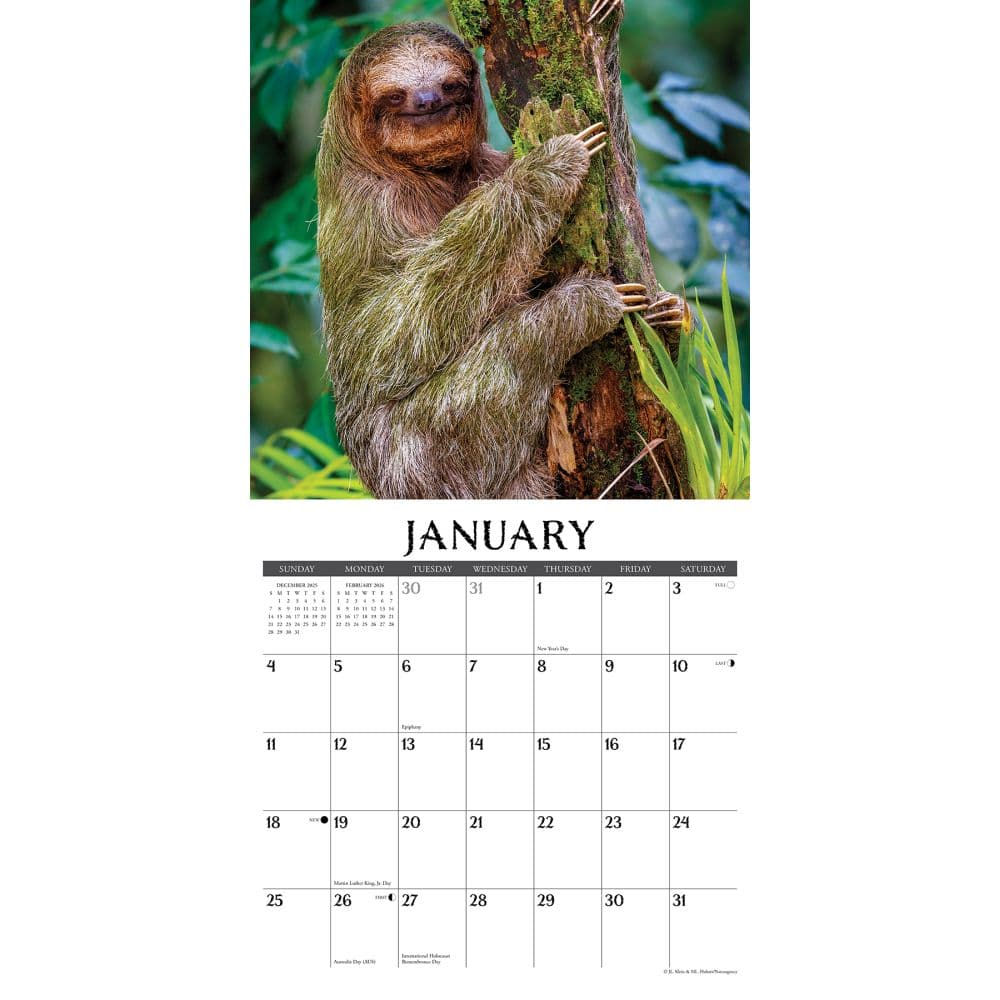 Sloths 2026 Wall Calendar Second Alternate Image