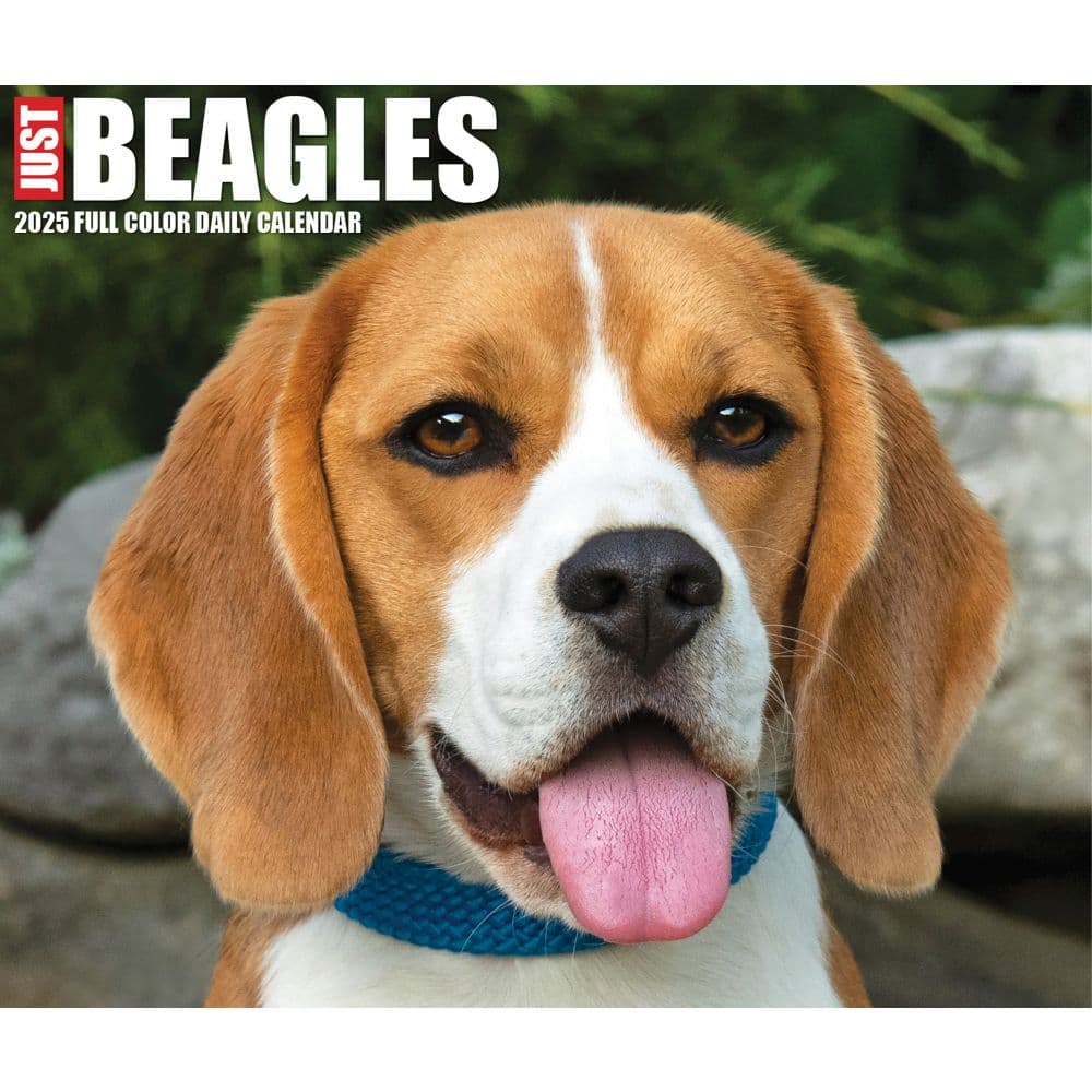 Beagles Just 2025 Desk Calendar