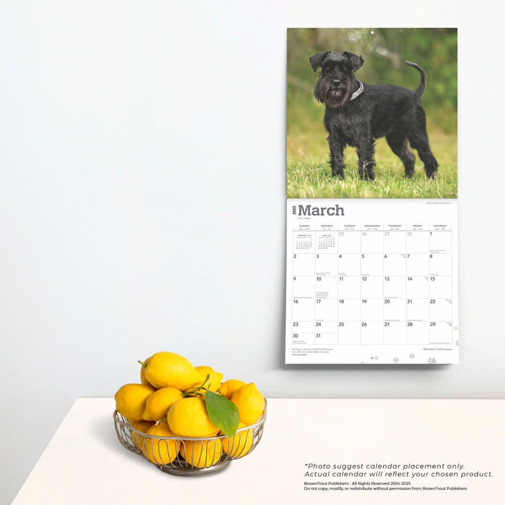 Miniature Schnauzers 2025 Wall Calendar