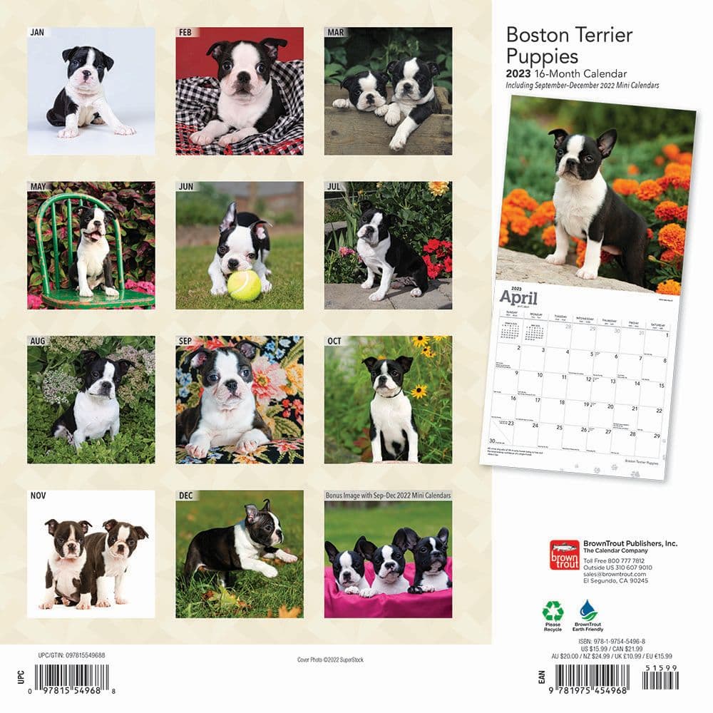 Boston Terrier Puppies 2023 Calendar - Calendars.com
