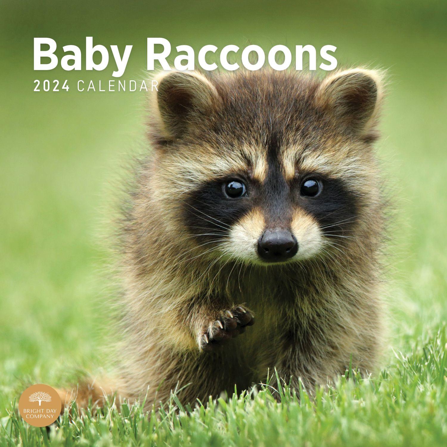 Baby Raccoons 2024 Wall Calendar Calendars Com   8612d3a7 8160 4989 9d83 015b2f122989