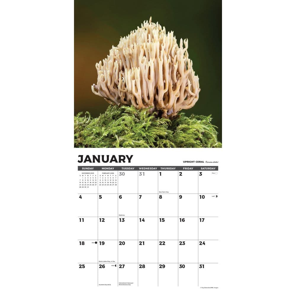 Mushroom Art 2026 Wall Calendar Second Alternate Image