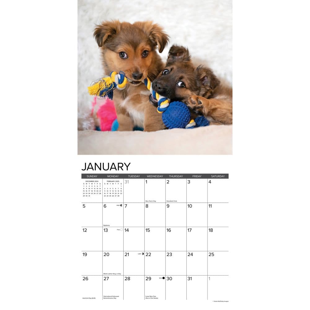 Puppy Playmates 2025 Wall Calendar