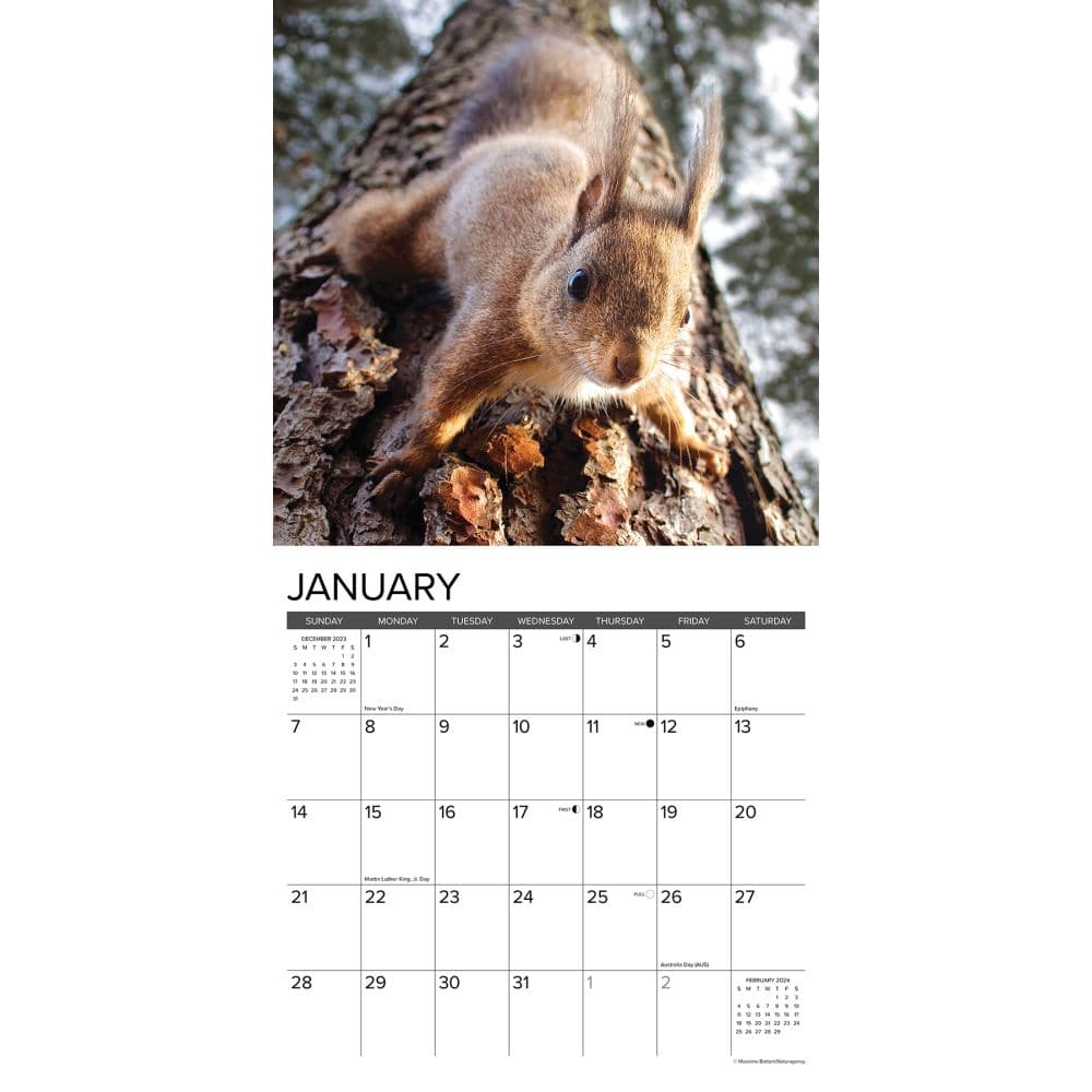 Squirrel 2024 Calendar Bobby Christa