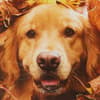 image Photo Dog In Leaves Fall Card Fifth Alternate Image width=&quot;1000&quot; height=&quot;1000&quot;