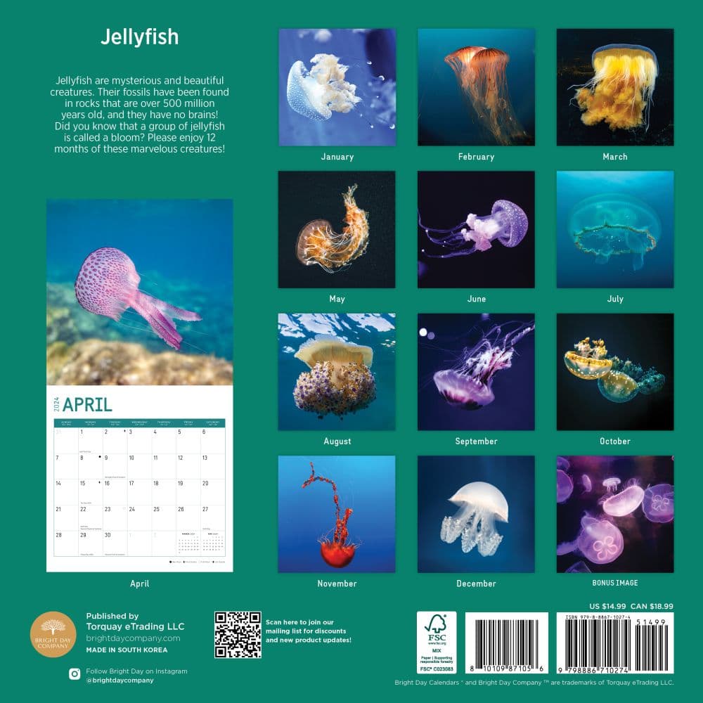 Jellyfish 2024 Wall Calendar First Alternate Image width=&quot;1000&quot; height=&quot;1000&quot;