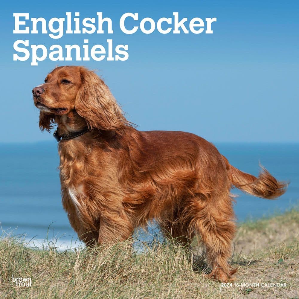 english cocker spaniel brown