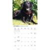 image Black Lab Retriever 2026 Wall Calendar Fourth Alternate Image