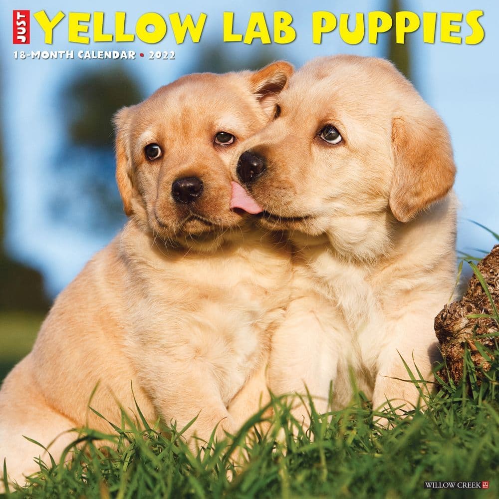 Yellow Lab Puppies 2022 Wall Calendar