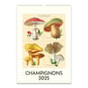 image Mushrooms Poster 2025 Wall Calendar Main Image