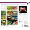 image Axolotls WWF 2025 Wall Calendar First Alternate Image width=&quot;1000&quot; height=&quot;1000&quot;