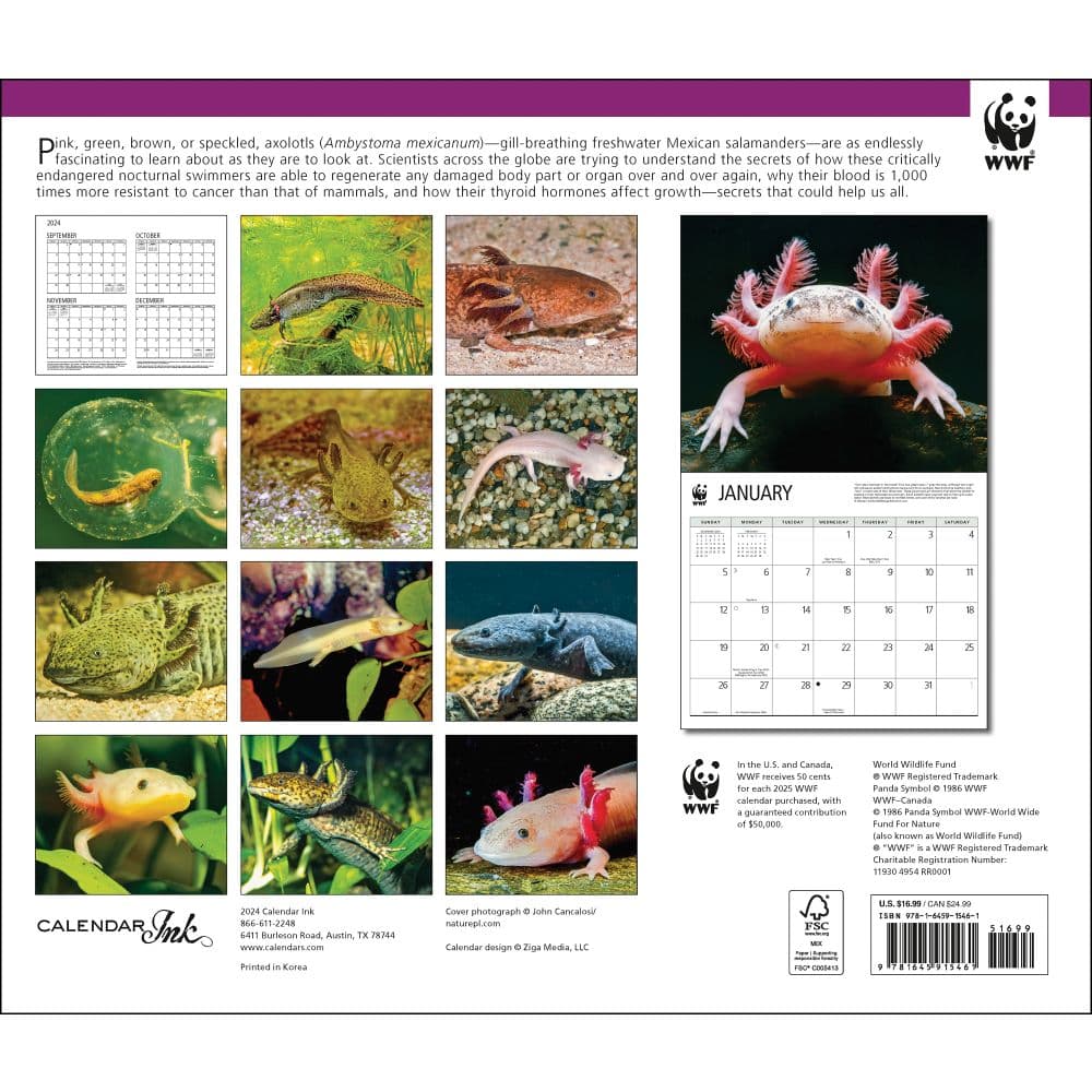 Axolotls WWF 2025 Wall Calendar