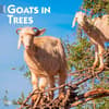 image Goats in Trees 2024 Wall Calendar Main Image