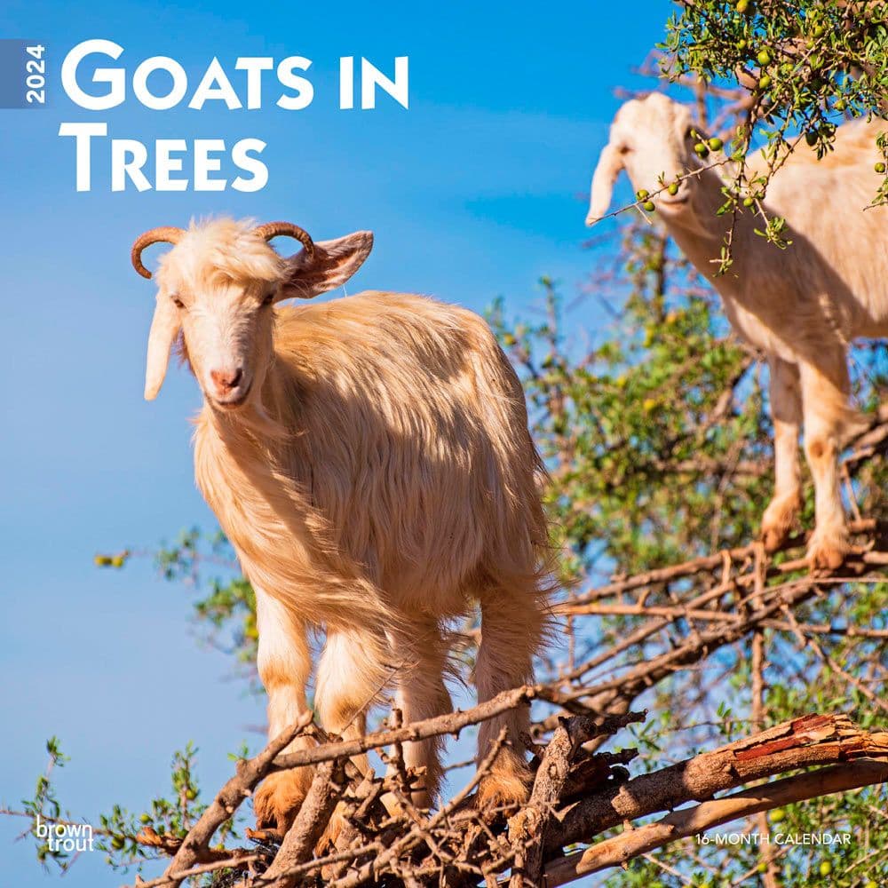 Goats in Trees 2024 Wall Calendar Main Image