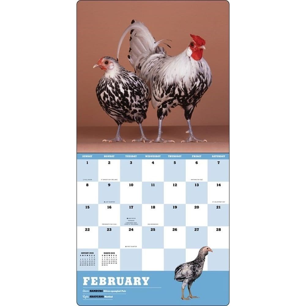 Extraordinary Chickens 2026 Wall Calendar Second Alternate Image