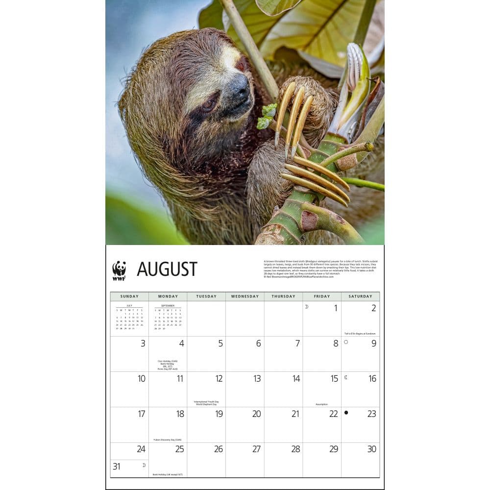 Sloths WWF 2025 Wall Calendar Second Alternate Image width=&quot;1000&quot; height=&quot;1000&quot;