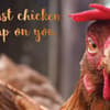 image Chicken Get Well Card