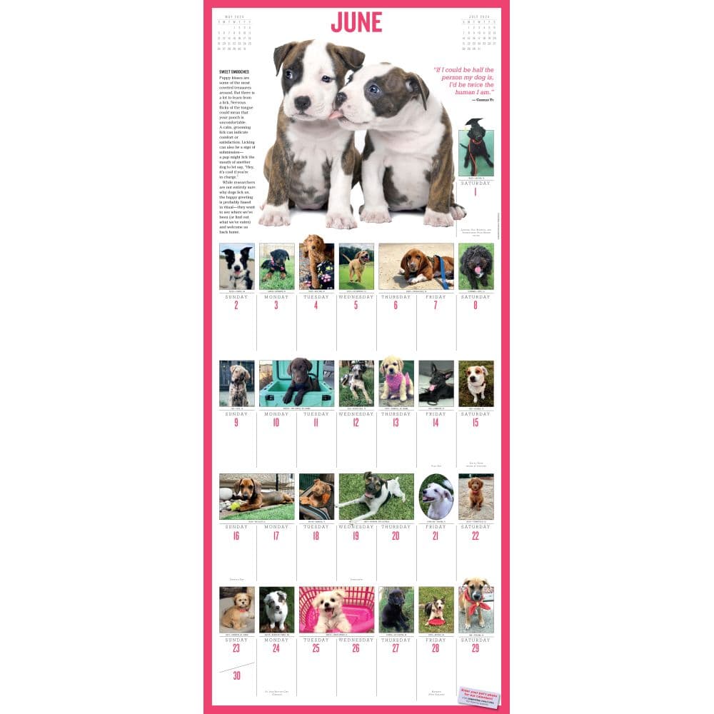 Puppies 365 Days 2024 Wall Calendar