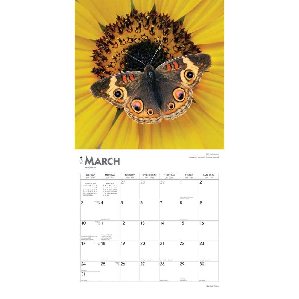 Butterflies 2024 Wall Calendar